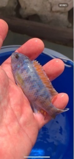 熱帯魚　アフリカンシクリッド  Labeotropheus trewavasae Lions Cove O.B WILD. F1.　9-10㎝　写真個体販売  セレクト品