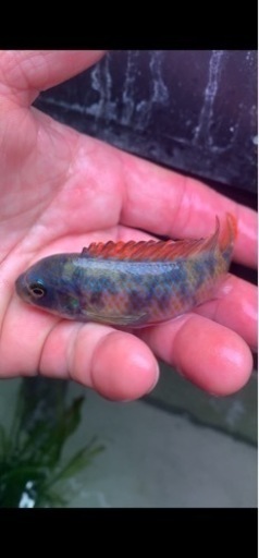 熱帯魚　アフリカンシクリッド  Labeotropheus trewavasae Lions Cove O.B WILD. F1.　9-10㎝　写真個体販売  セレクト品