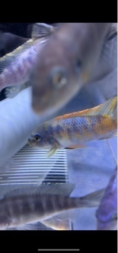 熱帯魚　アフリカンシクリッド  Labeotropheus trewavasae Lions Cove O.B WILD. F1.　9-10㎝　写真個体販売  セレクト品