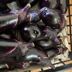③朝収穫　形不揃い、傷ありナスの画像