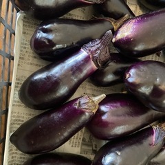 ③朝収穫　形不揃い、傷ありナスの画像