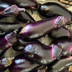 ③朝収穫　形不揃い、傷ありナスの画像