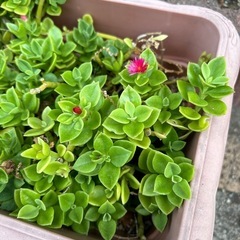ベビーサンローズ（多肉植物）の画像