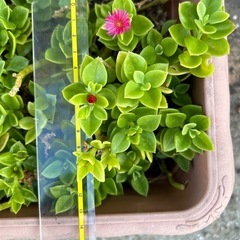 ベビーサンローズ（多肉植物）の画像