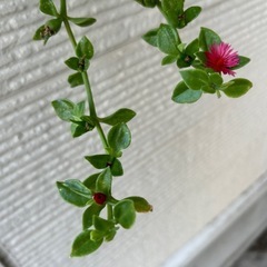 ベビーサンローズ（多肉植物）の画像