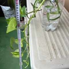 無料　ポトス　ゴールデンポトス　100センチ　の画像