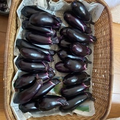 ④朝収穫　綺麗なナスたくさん
