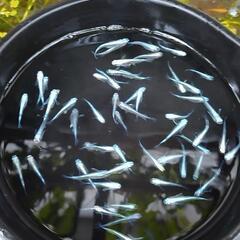 メダカ格安2024の画像