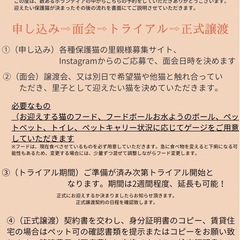 美しいサビ猫ちゃん❤️7/28博多区譲渡会参加 − 福岡県