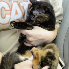 美しいサビ猫ちゃん❤️7/28博多区譲渡会参加 - 福岡市