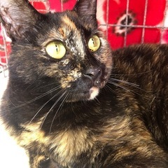 美しいサビ猫ちゃん❤️7/28博多区譲渡会参加 - 猫