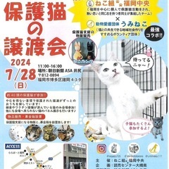 美しいサビ猫ちゃん❤️7/28博多区譲渡会参加 - 里親募集
