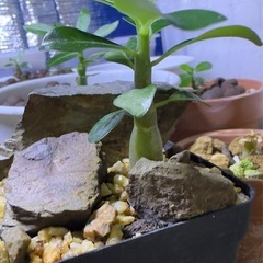 アデニウム  オベスム　　