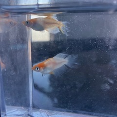 夢中メダカ様直系 ハイビスカス メダカ 1ペア ＋オマケ