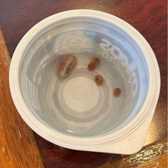 ラムズホーン　巻貝　4匹の画像