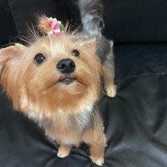 ヨーキー　