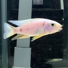 熱帯魚　アフリカンシクリッド  フライエリィ　スノーホワイト　±...