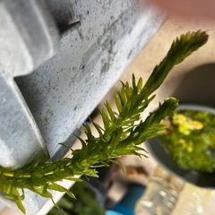 水草