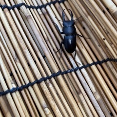 コクワガタペアの画像