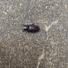 コクワガタペアの画像