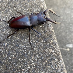 ノコギリクワガタの画像