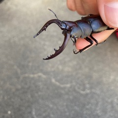 ノコギリクワガタ