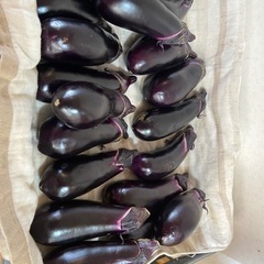 ⑦朝収穫のナスたくさんの画像