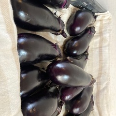 ⑦朝収穫のナスたくさんの画像