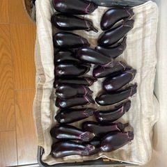 ⑦朝収穫のナスたくさん