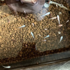 ダルマメダカ、半ダルマメダカの画像