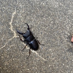 ヒラタクワガタ！の画像