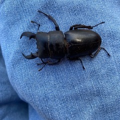 ヒラタクワガタ！の画像