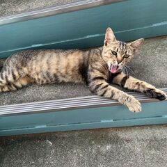 【キジ猫】甘えん坊な女の子