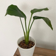 観葉植物　ストレチア