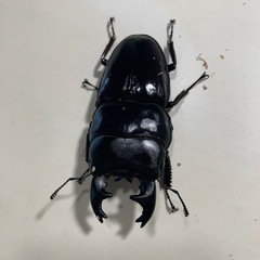 アルキデスヒラタクワガタ