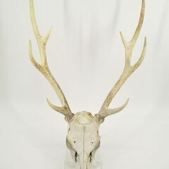 ジビエ素材でペット用品、アクセサリー作りませんか？【岩手県内希望】の画像