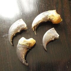 ジビエ素材でペット用品、アクセサリー作りませんか？【岩手県内希望】の画像