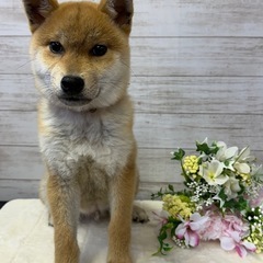 柴犬　生後半年ぐらいの男の子