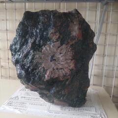 日本の自然の美！菊花石の画像