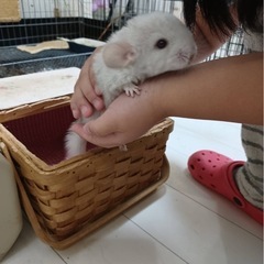 チンチラ　生後１か月半　多分男の子です