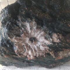 日本の自然の美！菊花石の画像