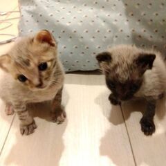 生後3週半ほど子猫　里親さん募集します🐈