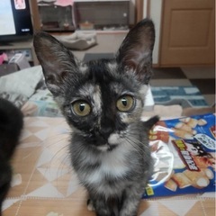 サビ猫ちゃん