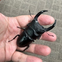 オオクワガタ　新成虫　オス82.0mm 　メス51.8mmの画像