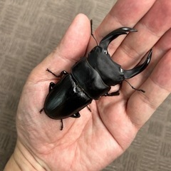 オオクワガタ　新成虫　オス82.0mm 　メス51.8mmの画像