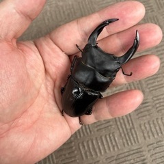 オオクワガタ　新成虫　オス83mm 　メス53mmの画像
