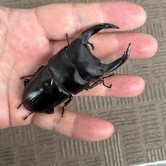 オオクワガタ　新成虫　オス83mm 　メス53mmの画像