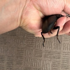 オオクワガタ　新成虫　オス83mm 　メス53mmの画像