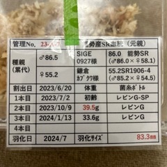 オオクワガタ　新成虫　オス83mm 　メス53mm