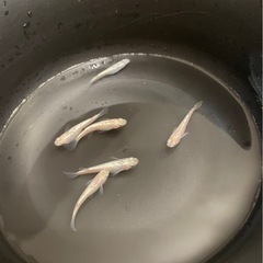 シャンパンゴールド　メダカ　めだかの画像